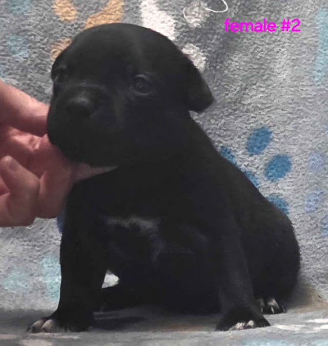 Staffordshire Bull Terrier Puppies media 7