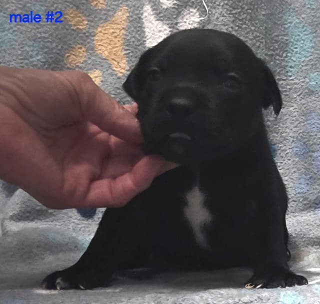 Staffordshire Bull Terrier Puppies media 11