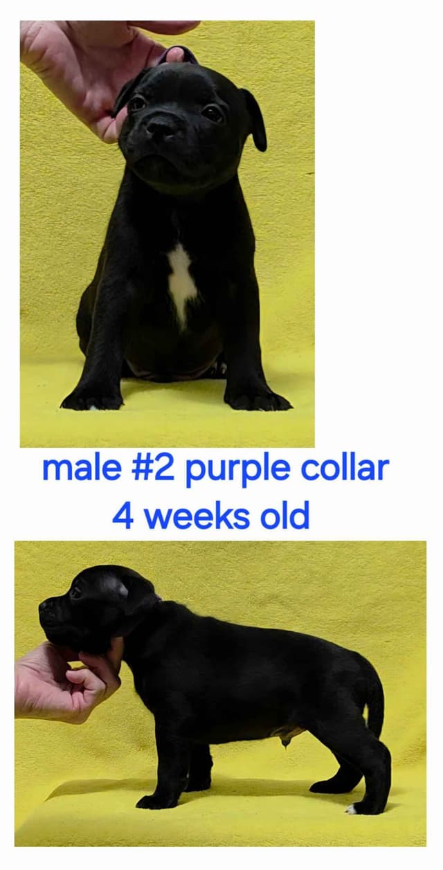 Staffordshire Bull Terrier Puppies media 12