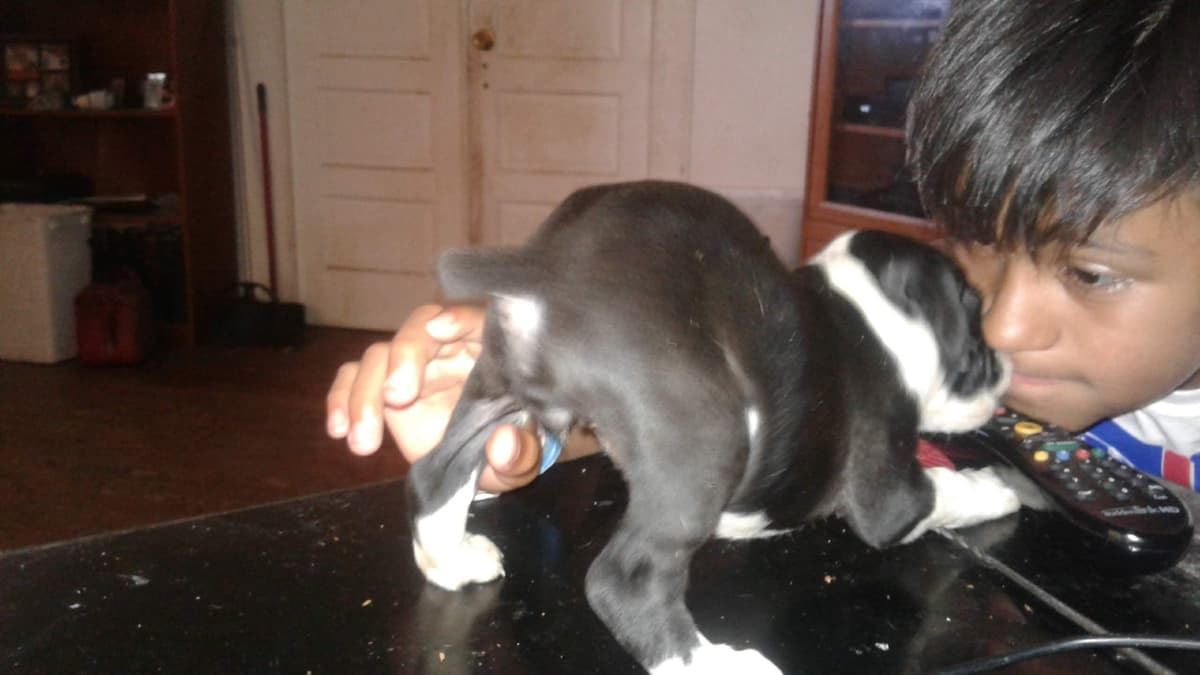 Boxer Puppies breeder image 1