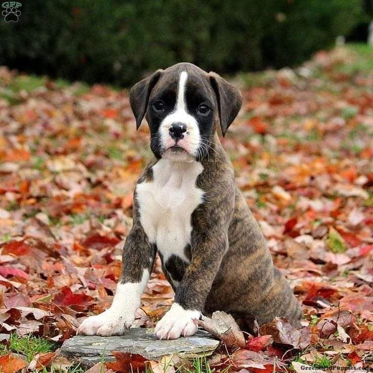 Boxer Puppies breeder image 2