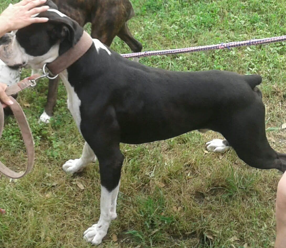 Boxer Puppies breeder image 3