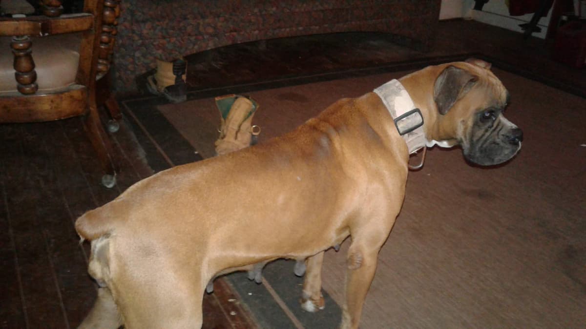 Boxer Puppies breeder image 4
