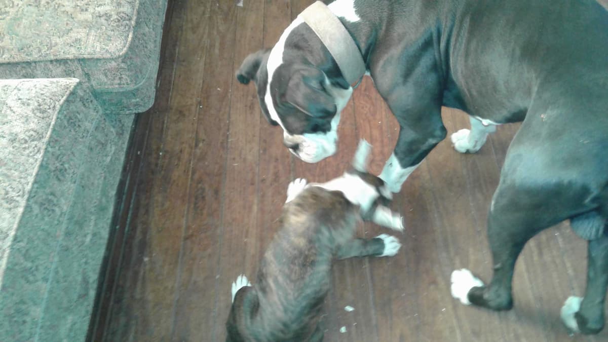 Boxer Puppies breeder image 5