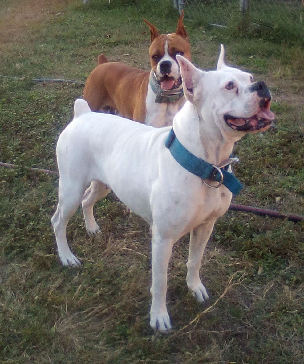 Boxer Puppies breeder image 6