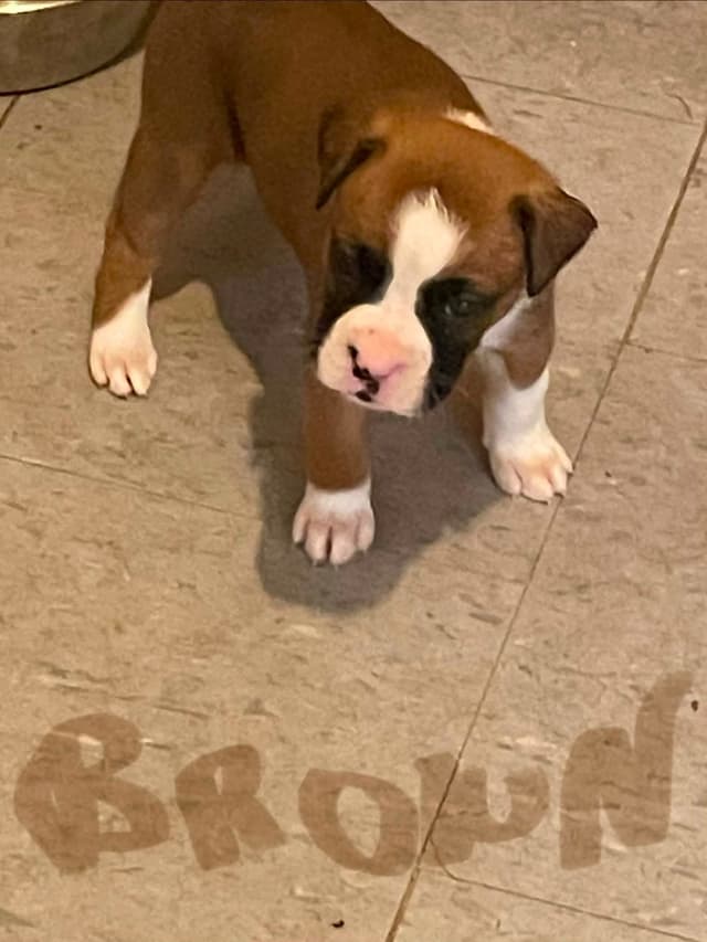 Boxer Puppies media 4