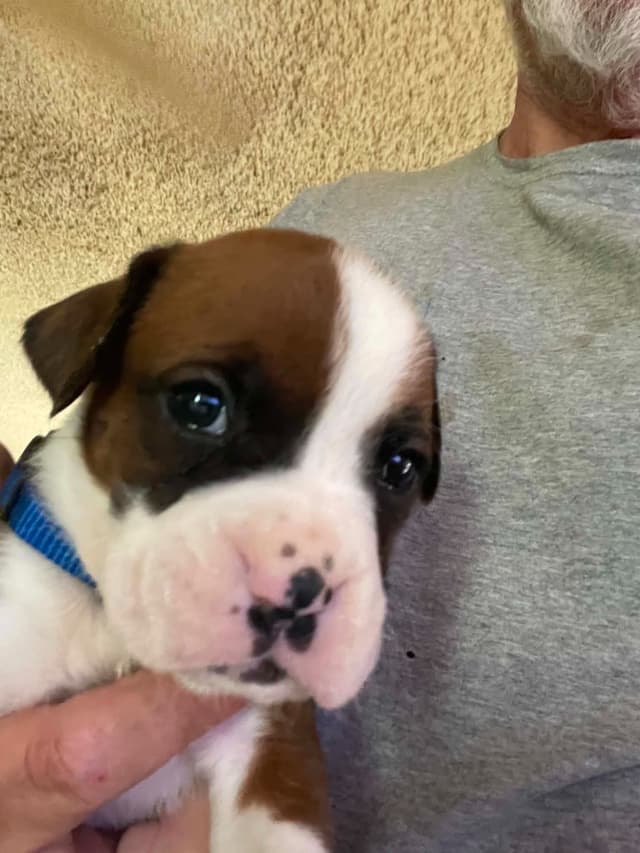 Boxer Puppies media 3