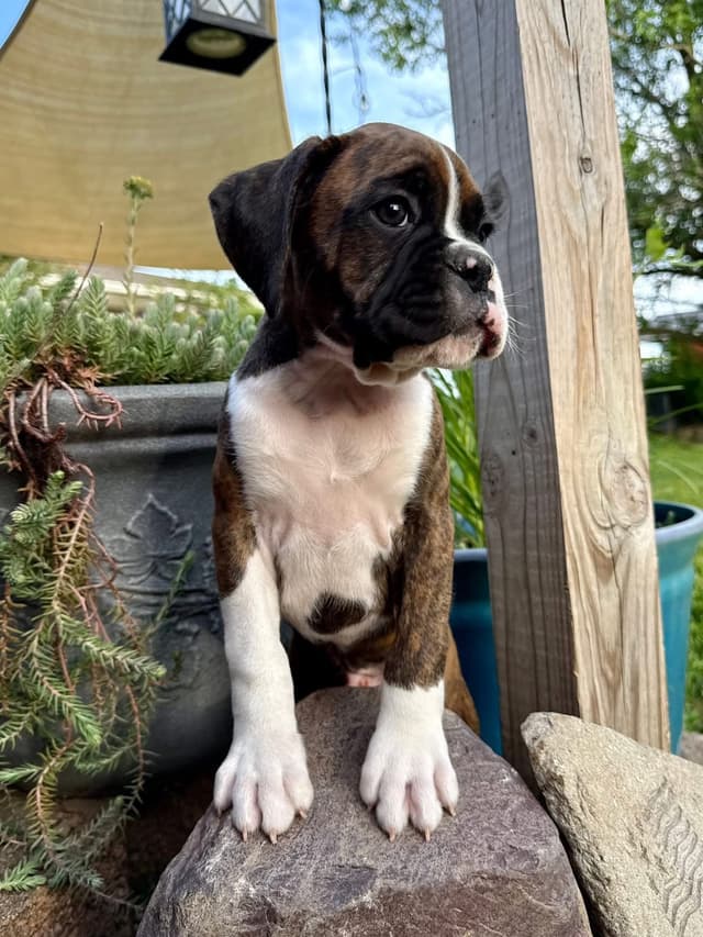 Boxer Puppies media 5