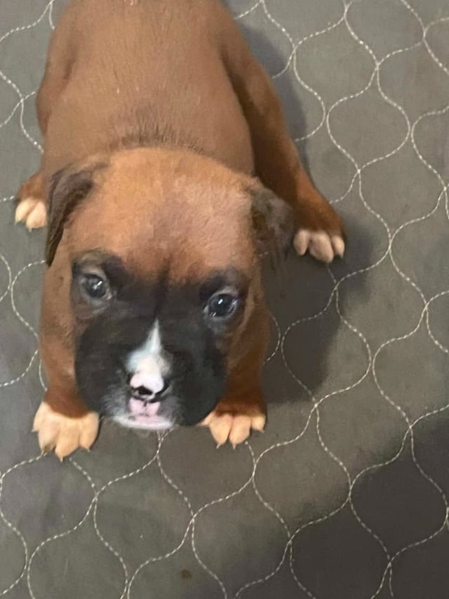 Boxer Puppies media 7