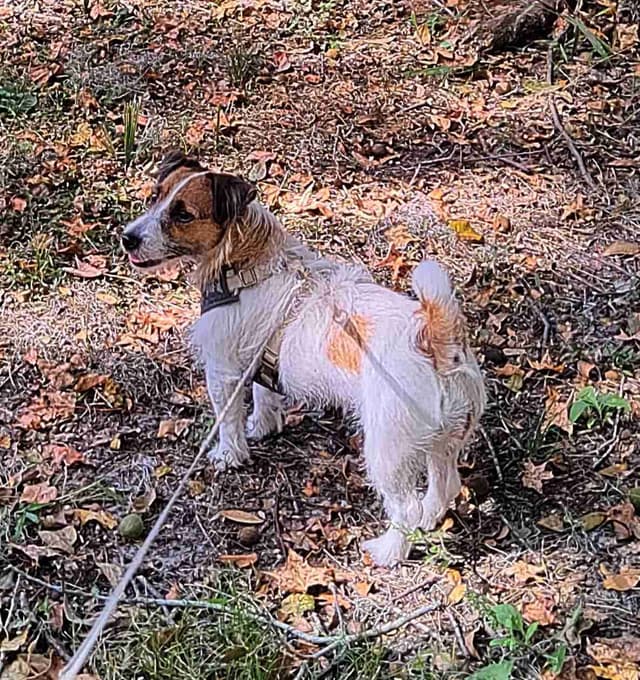 Russell Terrier Puppies media 2