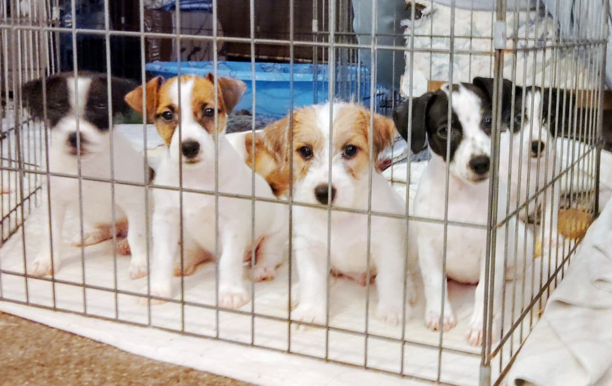 Russell Terrier Puppies breeder image 13