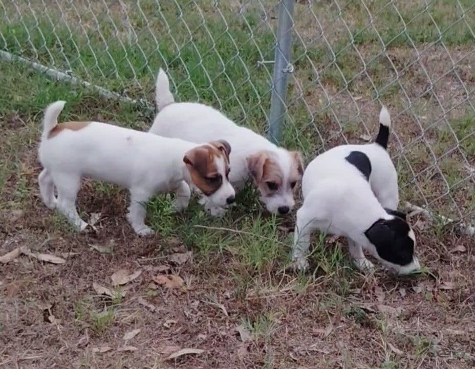 Russell Terrier Puppies breeder image 12