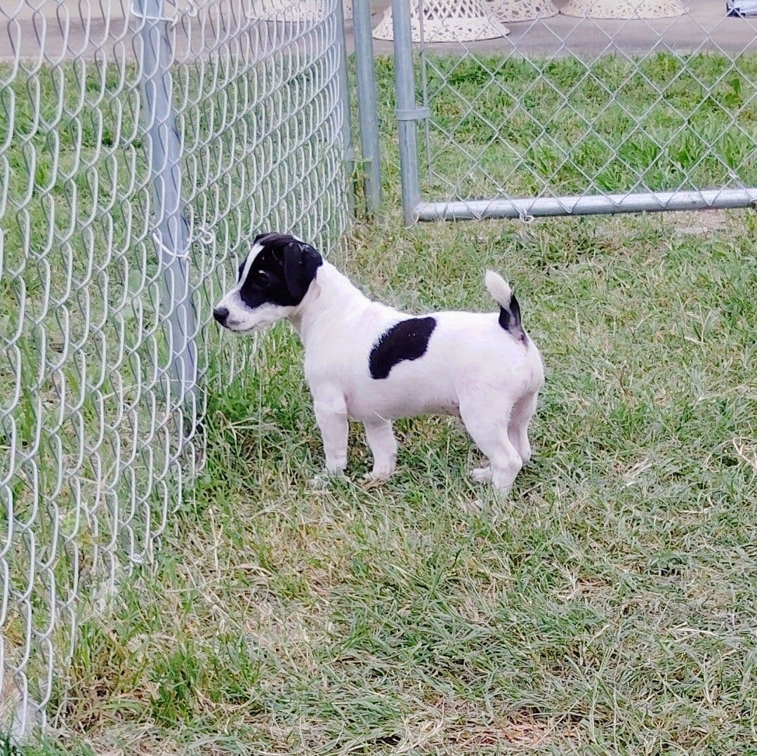 Russell Terrier Puppies breeder image 9
