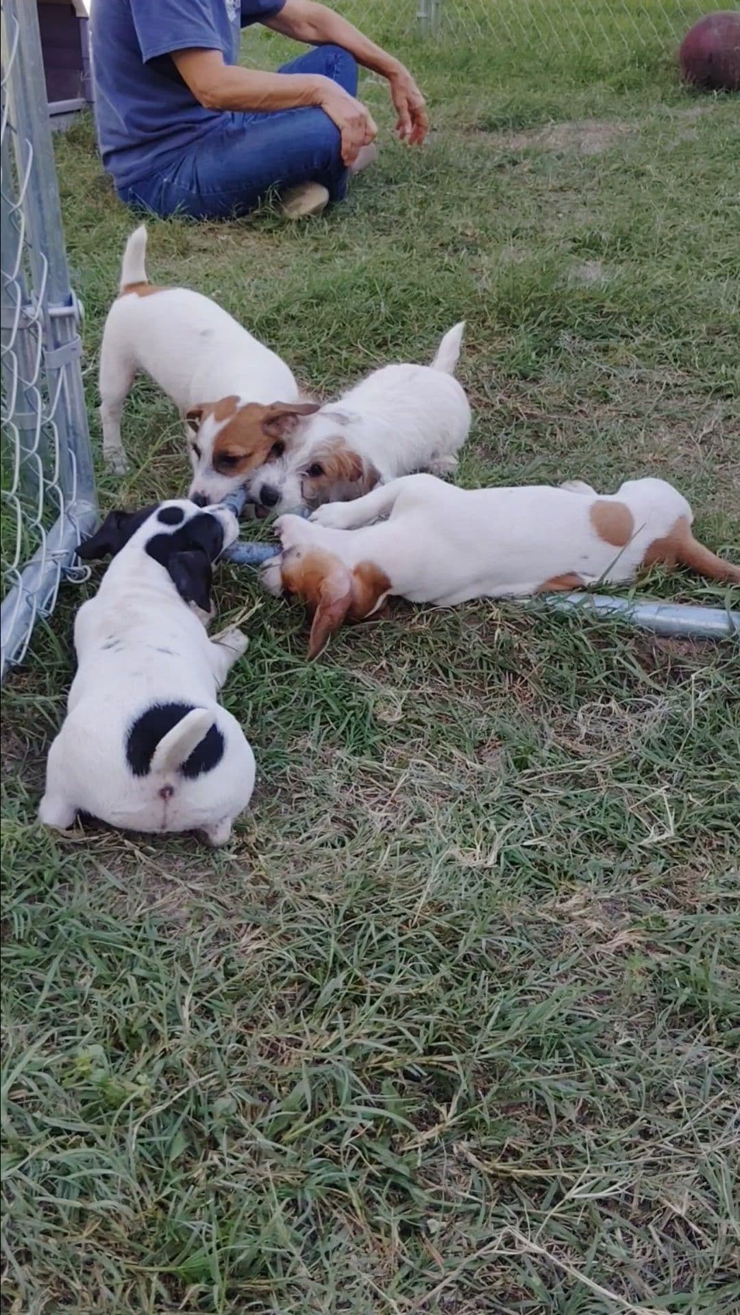 Russell Terrier Puppies breeder image 11