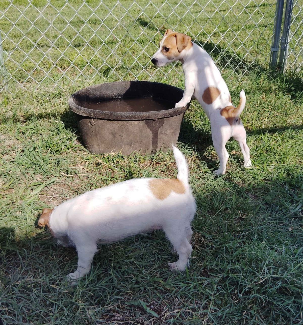 Russell Terrier Puppies breeder image 10