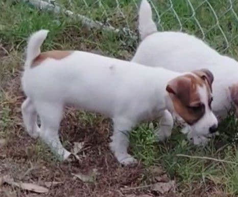 Russell Terrier Puppies media 4