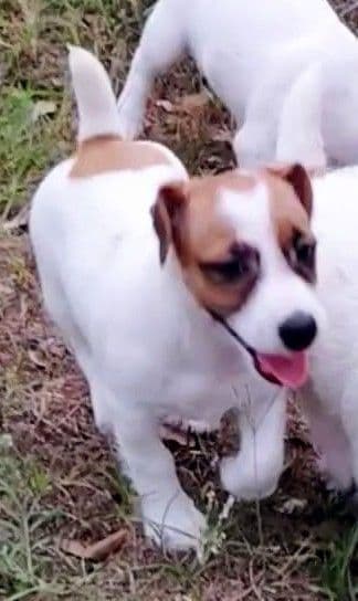 Russell Terrier Puppies media 5