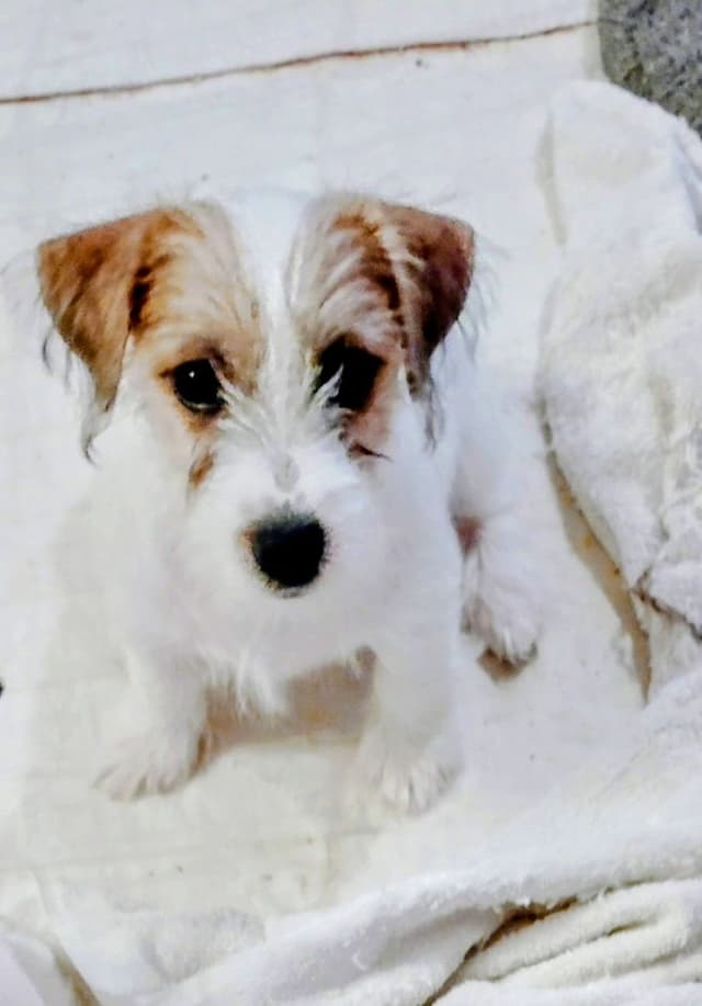 Russell Terrier Puppies media 6