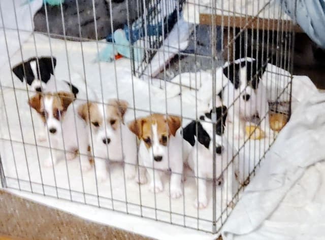 Russell Terrier Puppies media 7