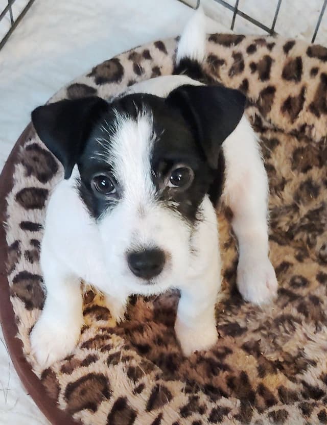 Russell Terrier Puppies media 8