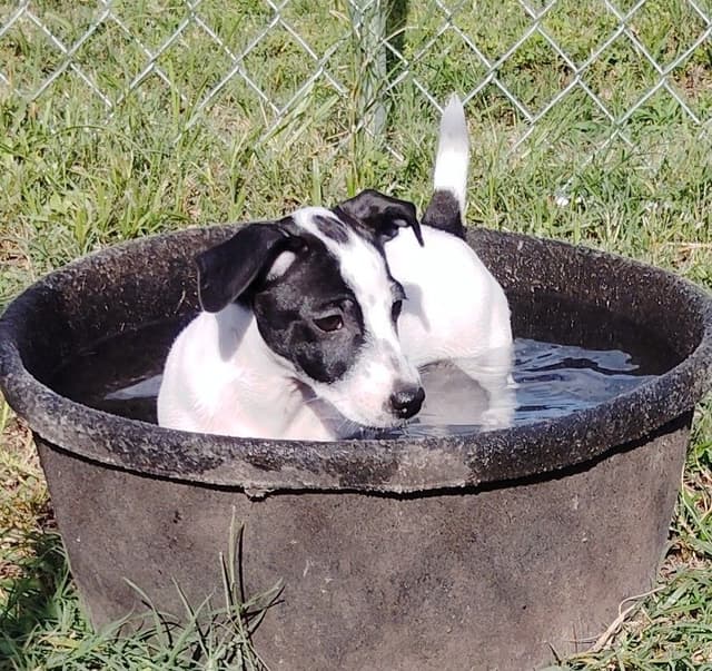Russell Terrier Puppies media 9