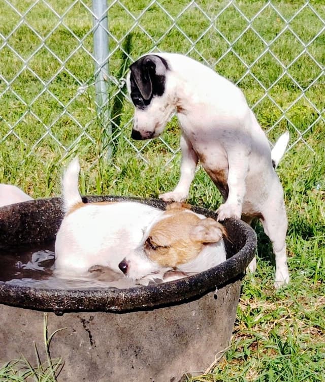 Russell Terrier Puppies media 11