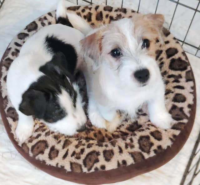 Russell Terrier Puppies media 10