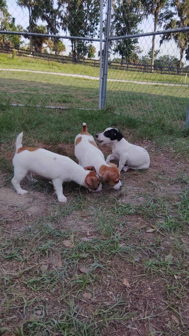 Russell Terrier Puppies media 16