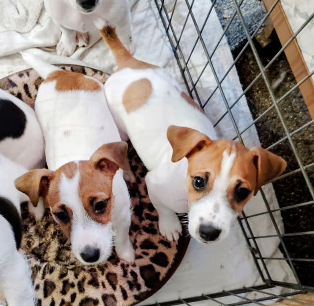 Russell Terrier Puppies media 14