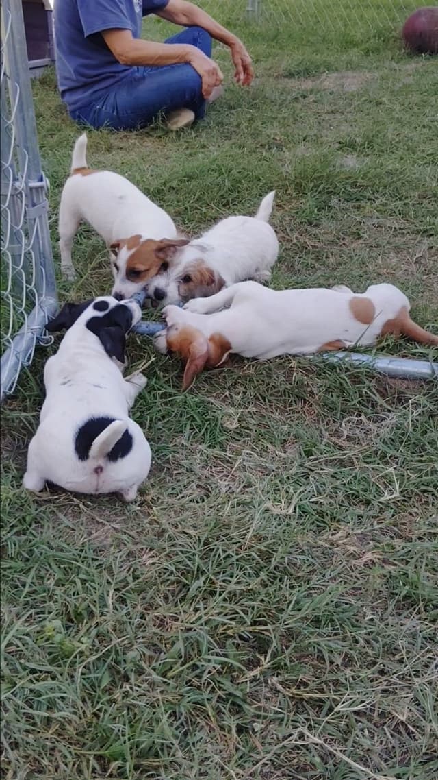 Russell Terrier Puppies media 13