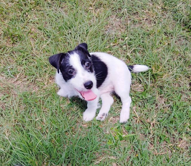 Russell Terrier Puppies media 15