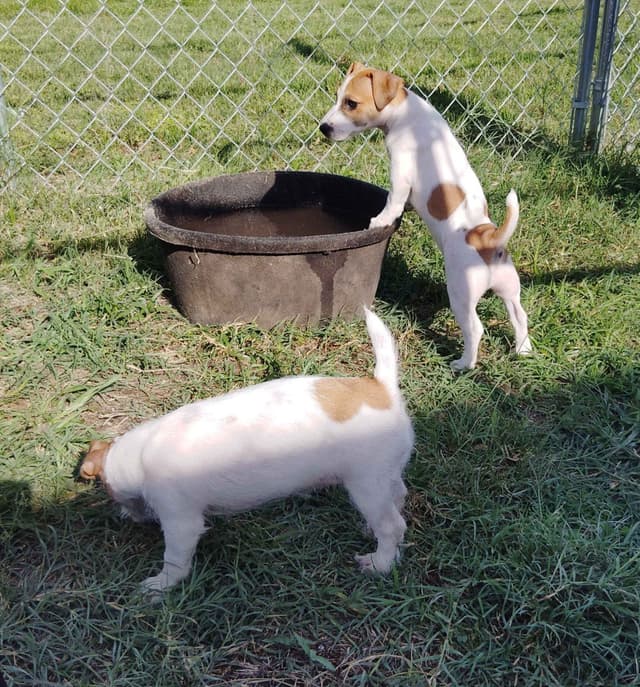 Russell Terrier Puppies media 17
