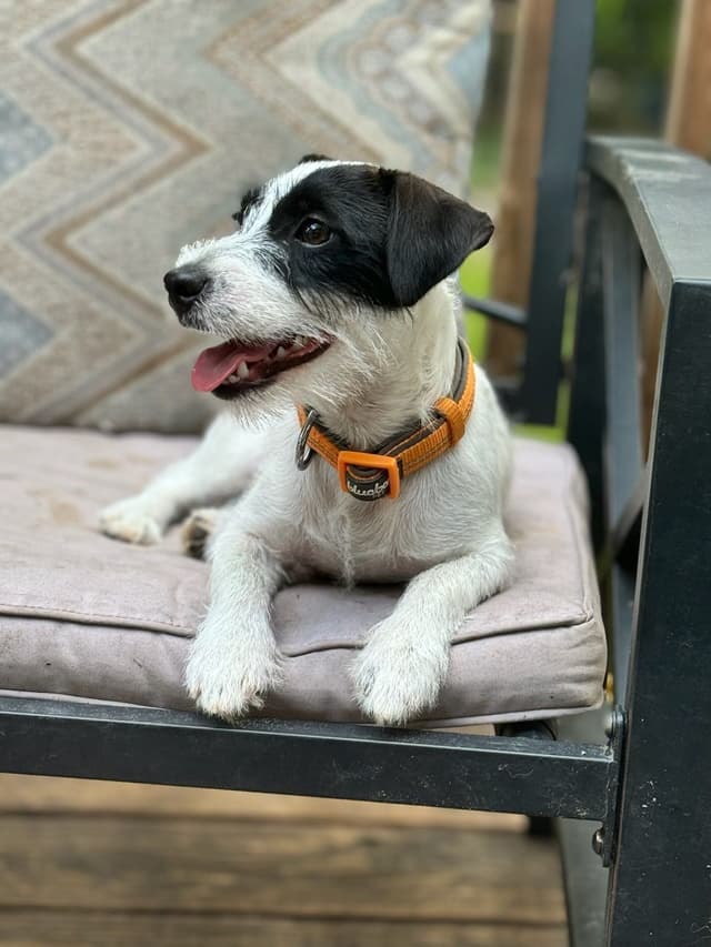 Russell Terrier Puppies media 19