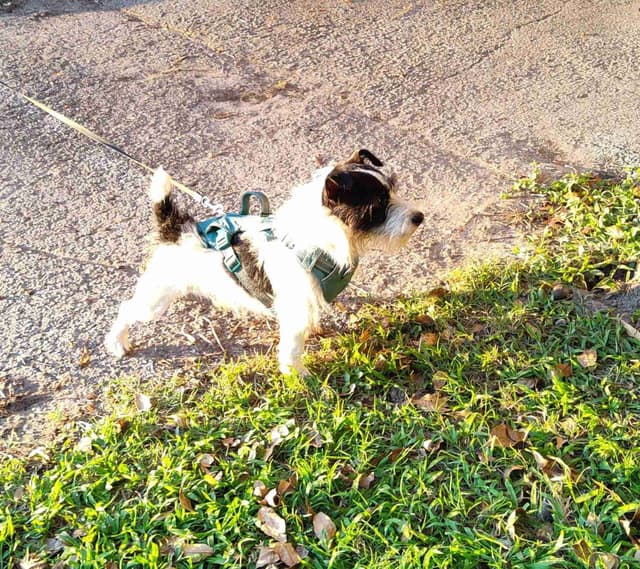 Russell Terrier Puppies media 20