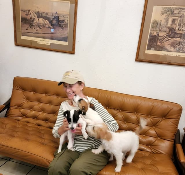 Russell Terrier Puppies media 22