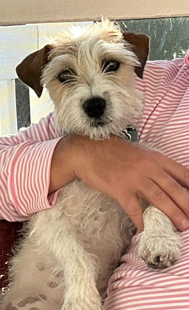 Russell Terrier Puppies media 24