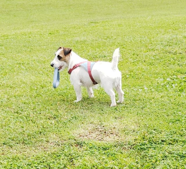 Russell Terrier Puppies media 25