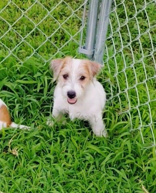 Russell Terrier Puppies breeder image 3