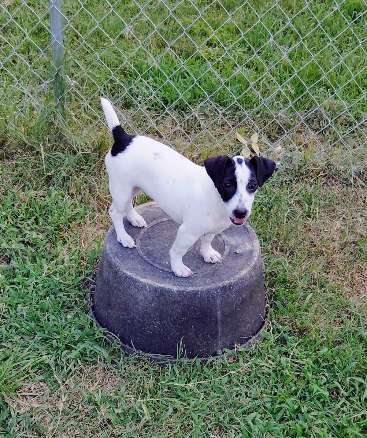 Russell Terrier Puppies breeder image 6