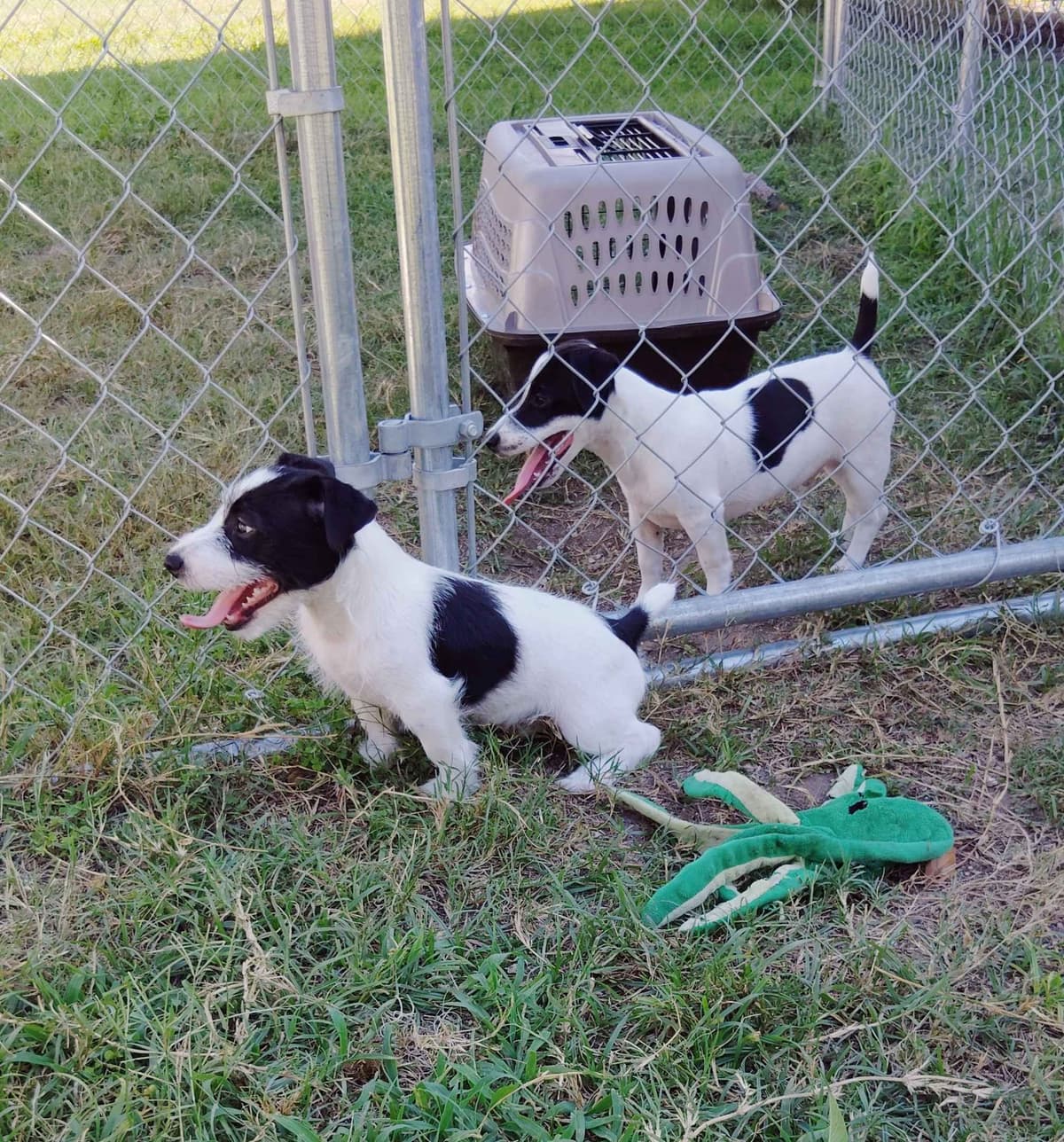 Russell Terrier Puppies breeder image 8
