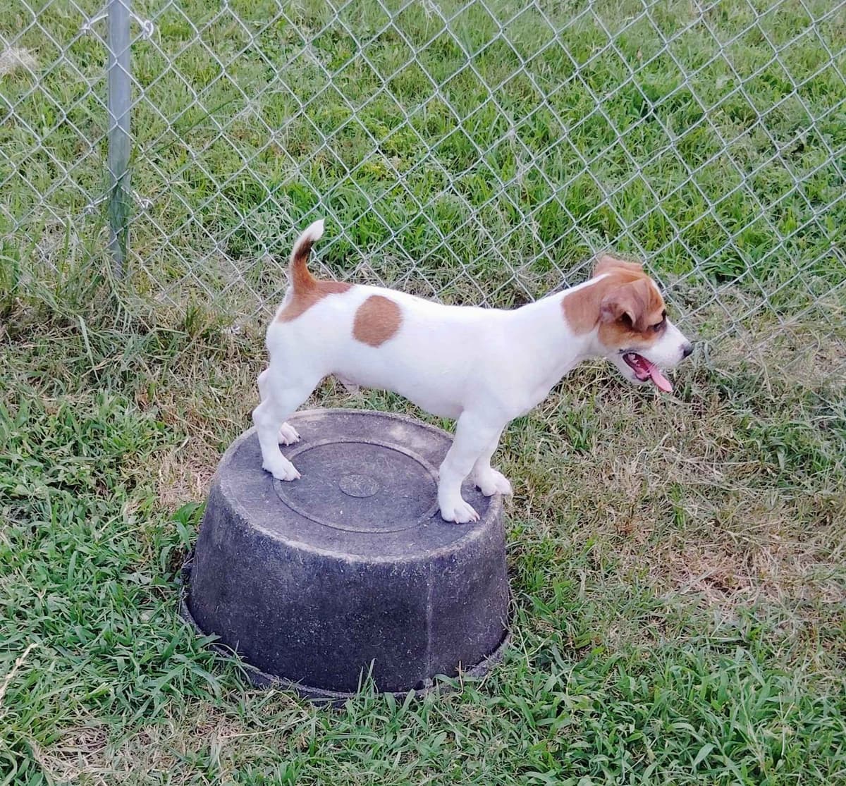 Russell Terrier Puppies breeder image 4