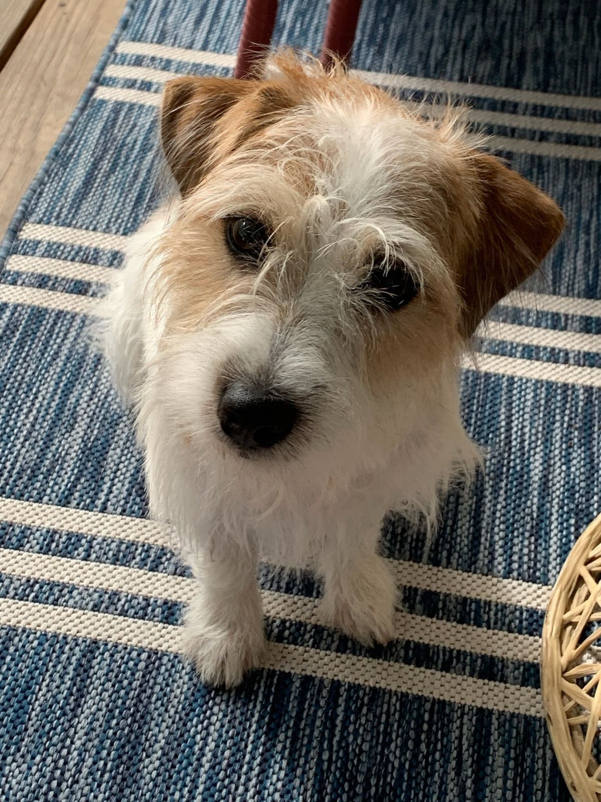 Russell Terrier Puppies breeder image 16