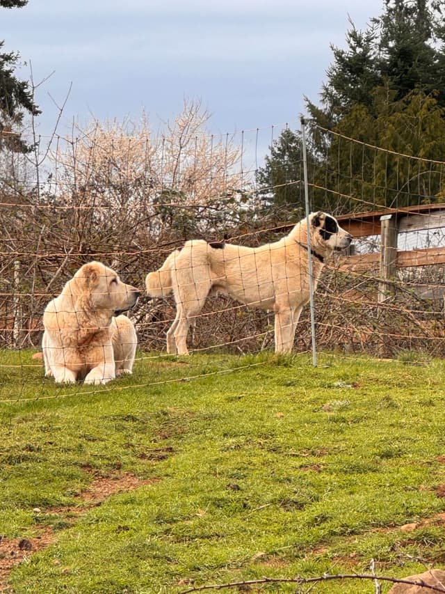 Central Asian Shepherd male pups media 6