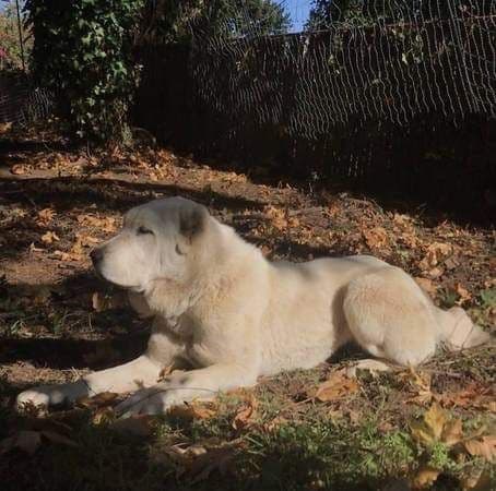 Central Asian Shepherd male pups media 7