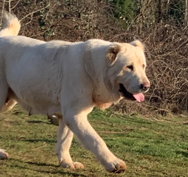 Central Asian Shepherd male pups media 8