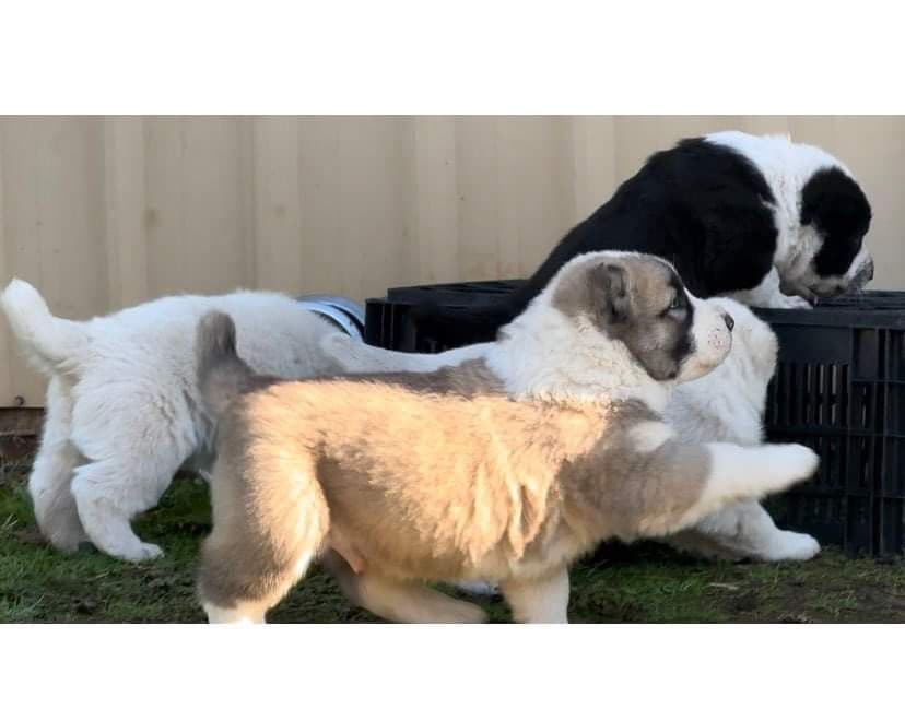 Central Asian Shepherd male pups breeder image 3