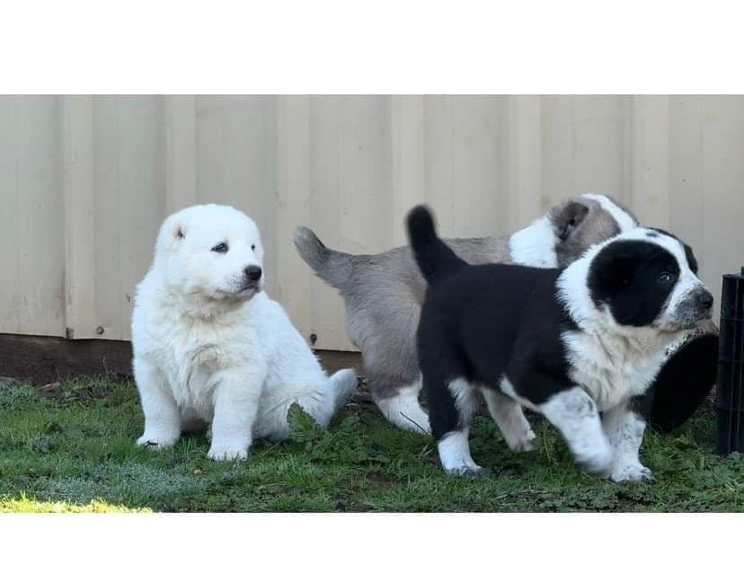 Central Asian Shepherd male pups breeder image 1