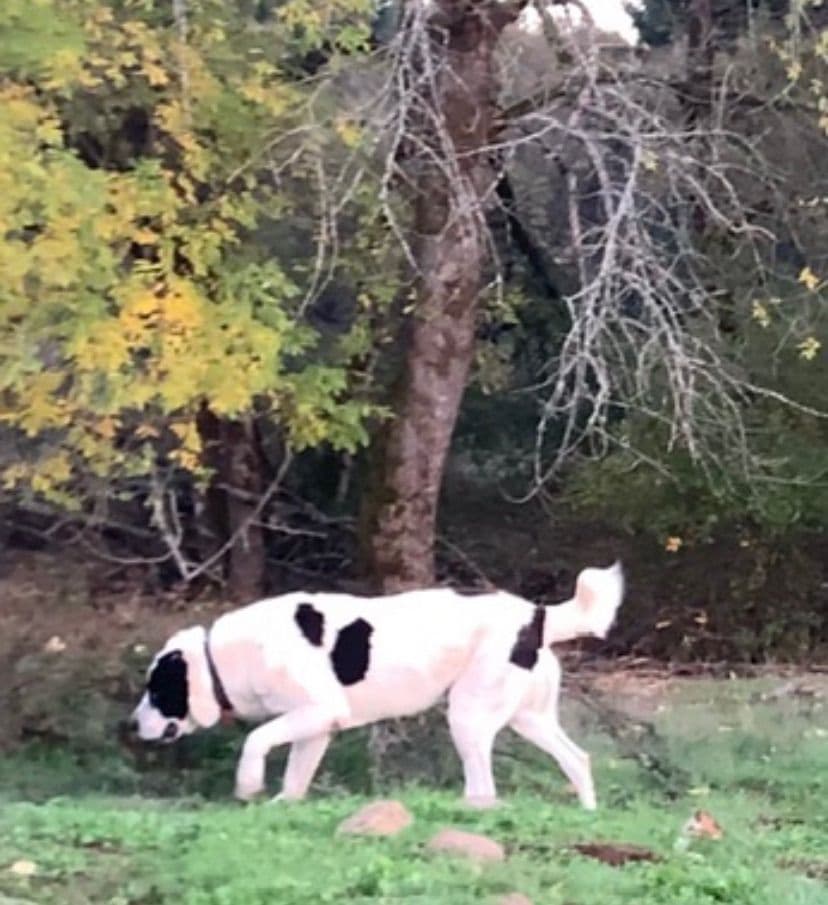 Central Asian Shepherd male pups breeder image 4