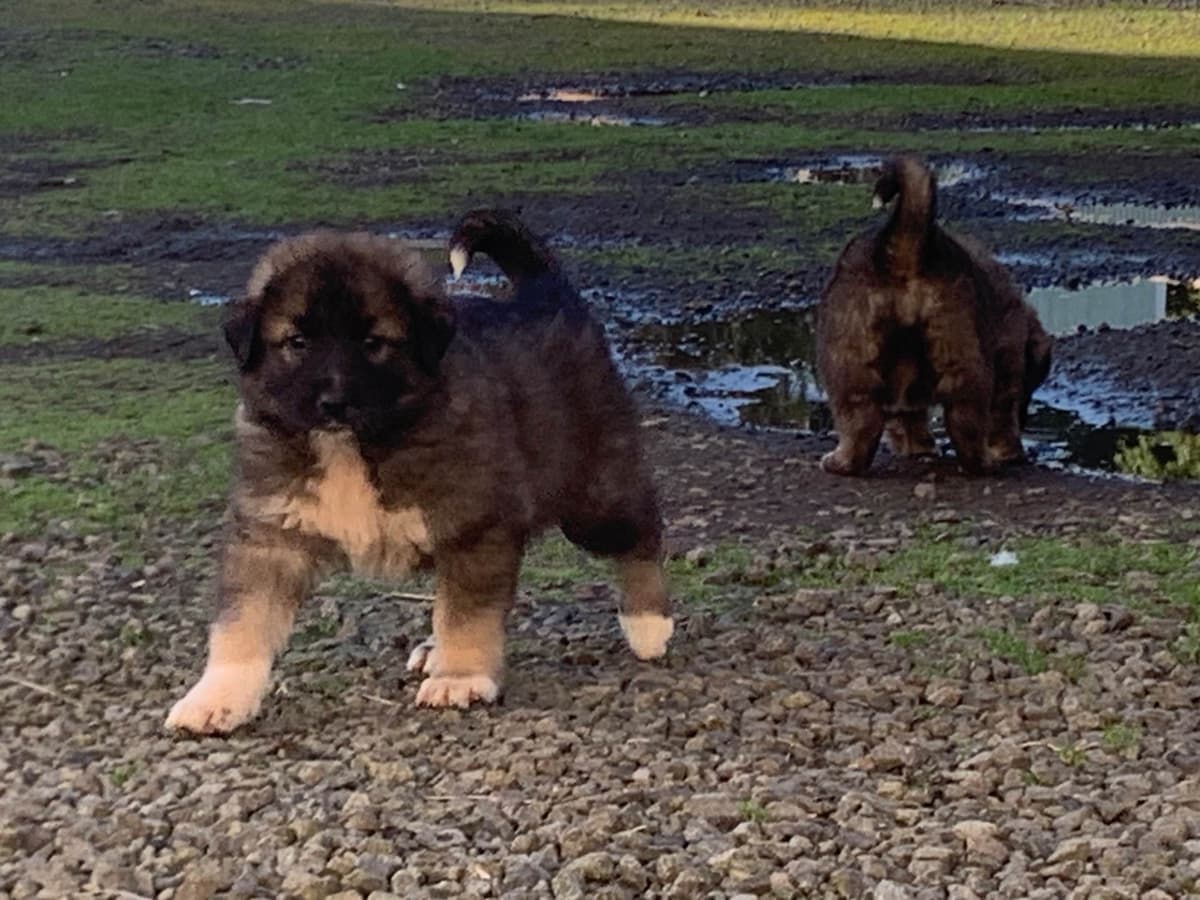 Central Asian Shepherd male pups breeder image 5