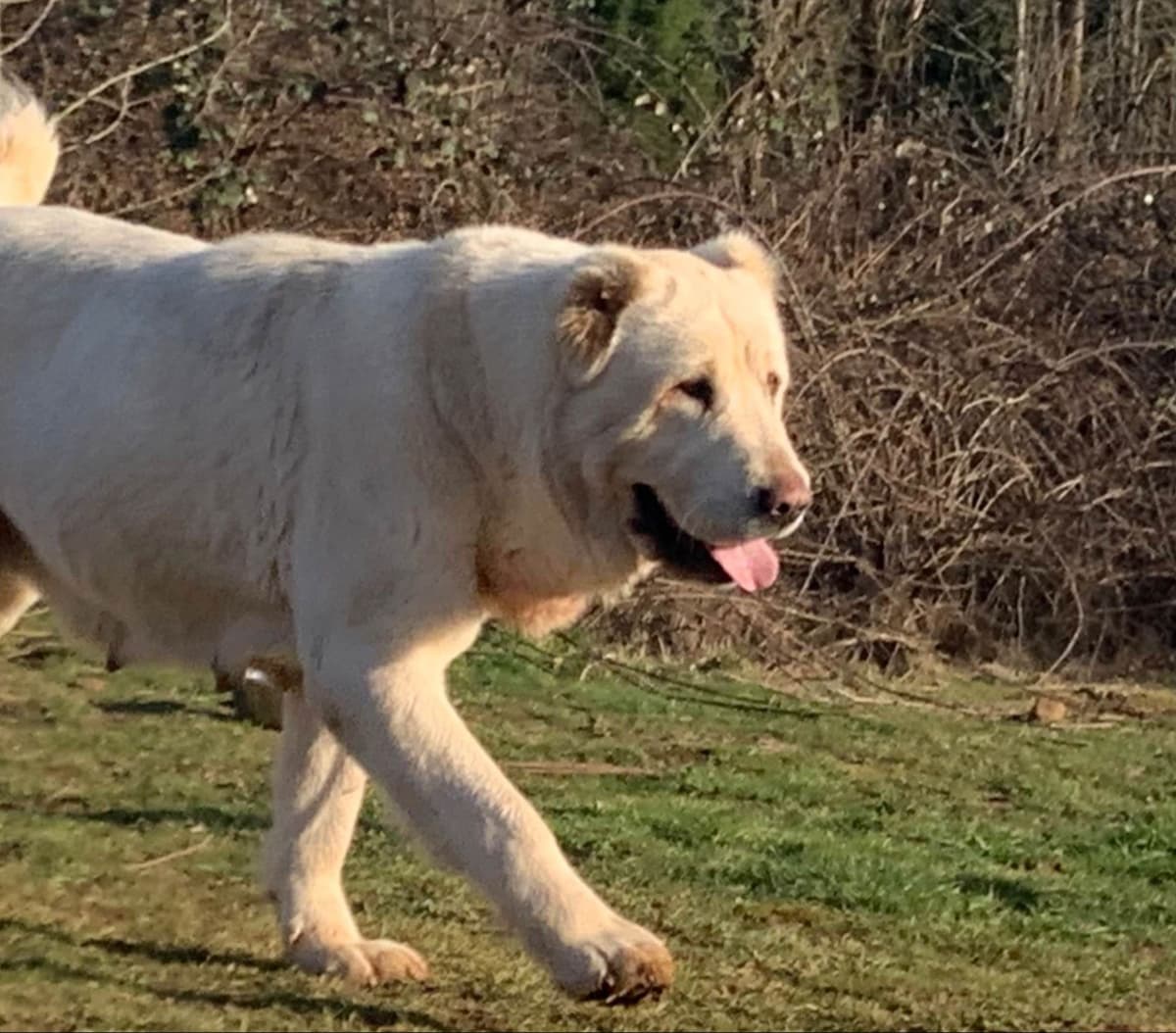 Central Asian Shepherd male pups breeder image 9